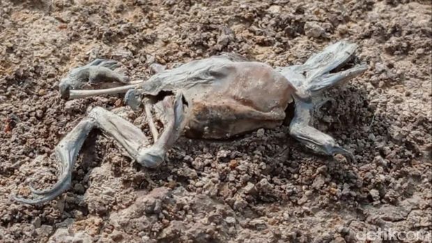 Bangkai katak di dekat semburan lumpur Cirebon