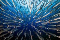 BigPicture Natural World Photography Competition 2021