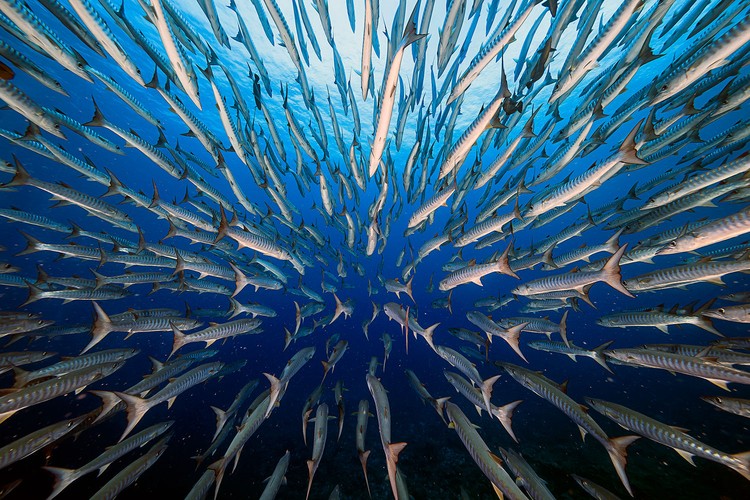 BigPicture Natural World Photography Competition 2021