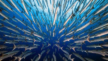 Pemenang kategori Aguatic Yung-Sen Wu dari Vietnam Foto: BigPicture Natural World Photography Competition