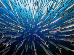 Karya Menakjubkan Jawara Kontes Foto Alam