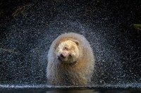 BigPicture Natural World Photography Competition 2021