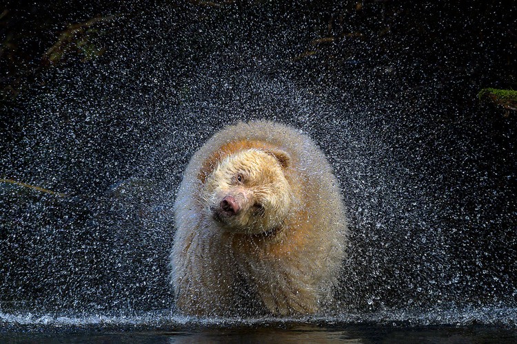 BigPicture Natural World Photography Competition 2021