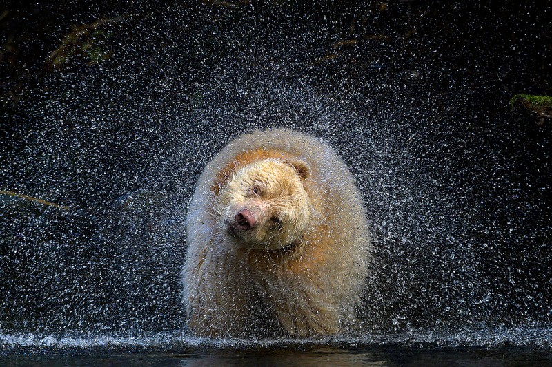BigPicture Natural World Photography Competition 2021