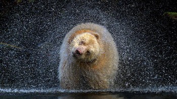 Pemenang kategori Terrstrial Wildlife diraih Michelle Valberg dari Kanada Foto: BigPicture Natural World Photography Competition