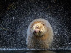 Karya Menakjubkan Jawara Kontes Foto Alam