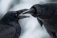 BigPicture Natural World Photography Competition 2021