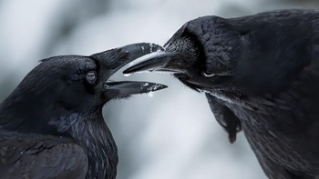 Pemenang kategori Winged Life diraih Shane Kalyn dari Kanada. Foto: BigPicture Natural World Photography Competition
