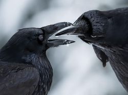 Karya Menakjubkan Jawara Kontes Foto Alam