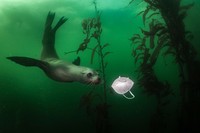 BigPicture Natural World Photography Competition 2021