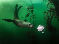 Karya Menakjubkan Jawara Kontes Foto Alam