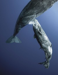 BigPicture Natural World Photography Competition 2021