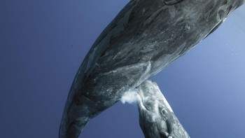Finalis kategori Aquatic Life karya Mike Korostelev dari Russia Foto: BigPicture Natural World Photography Competition