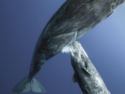 Karya Menakjubkan Jawara Kontes Foto Alam