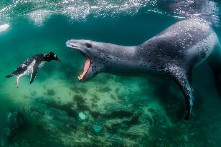 BigPicture Natural World Photography Competition 2021
