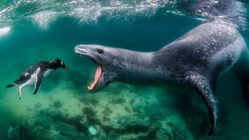 Karya finalis kategori Aquatic Life oleh Amos Nachoum dari AS. Foto: BigPicture Natural World Photography Competition 
