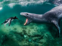 Karya Menakjubkan Jawara Kontes Foto Alam
