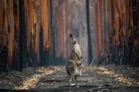 BigPicture Natural World Photography Competition 2021