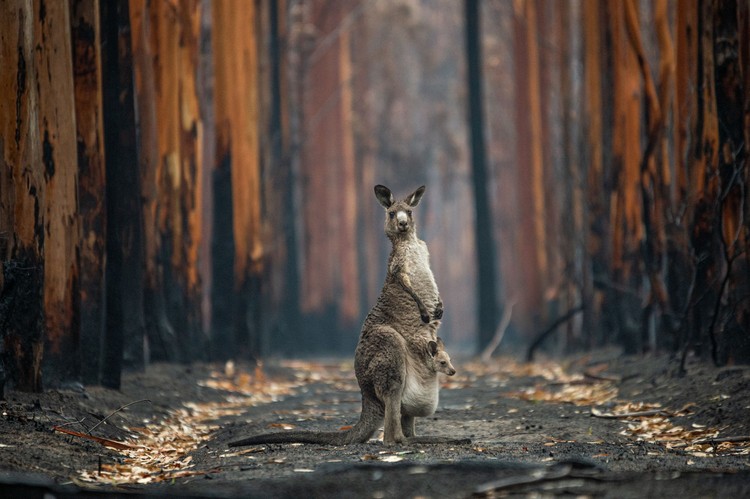 BigPicture Natural World Photography Competition 2021