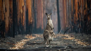 Pemenang utama diraih Jo-Anne Mc Arthur dari Kanada. Foto: BigPicture Natural World Photography Competition