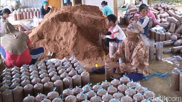 Budi Daya Jamur Tiram di Sukabumi