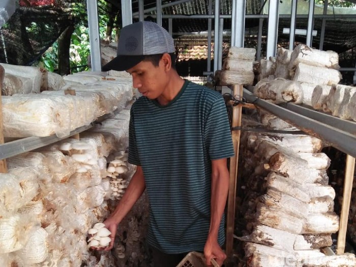 Budi Daya Jamur Tiram di Sukabumi