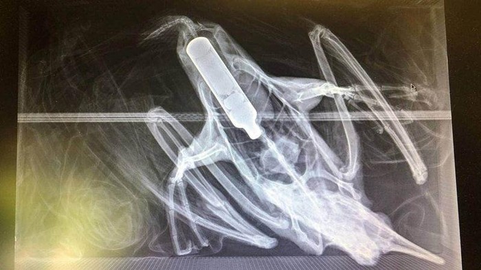 Burung Mati Makan Vape