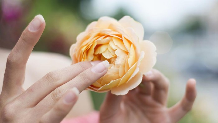 Ilustrasi Vagina Young beautiful woman in roses garden