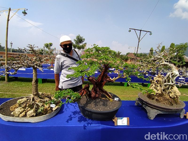 Kontes Bonsai Songo Doyo