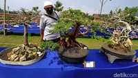 Adanya kegiatan pameran bonsai diharapkan menjadi kegiatan wisata baru di Magelang. 