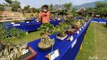 Pameran Bonsai Borobudur Pertama di Magelang