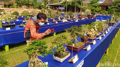 Pameran Bonsai Borobudur Pertama di Magelang