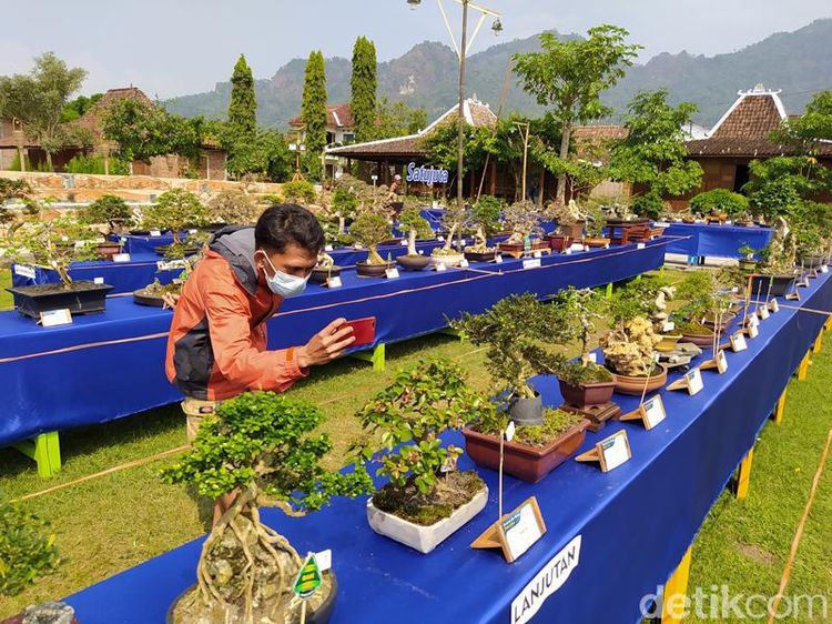 Pameran Bonsai Borobudur Pertama di Magelang