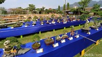 Pameran dan Kontes Bonsai Songo Doyo dilangsungkan di Balai Ekonomi Desa (Balkondes) Tuksongo Borobudur yang berlangsung sejak 30 Mei sampai 3 Juni 2021.