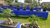 Adapun bonsai yang dipamerkan sebanyak 286 jenis, meliputi kelas prospek dan lanjutan. 