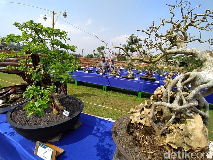 Kontes Bonsai Songo Doyo