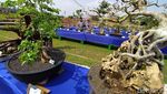 Pameran Bonsai Borobudur Pertama di Magelang