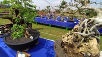 Perkembangan bonsai di Magelang sudah terlihat sejak lima tahun terakhir dengan peran media sosial. 