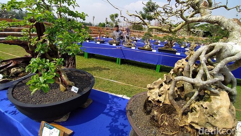 Kontes Bonsai Songo Doyo Kontes Bonsai Songo Doyo