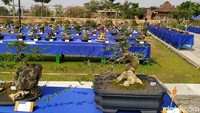 Pameran bonsai yang dilangsungkan bisa menjadi salah satu destinasi pariwisata karena lokasinya dekat dengan Candi Borobudur. 
