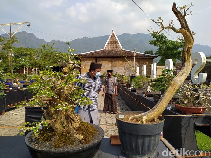 Kontes Bonsai Songo Doyo Kontes Bonsai Songo Doyo
