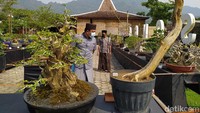 Pameran ini diprakarsai oleh Komunitas Bonsai Borobudur Oyot, Jawa Tengah. 