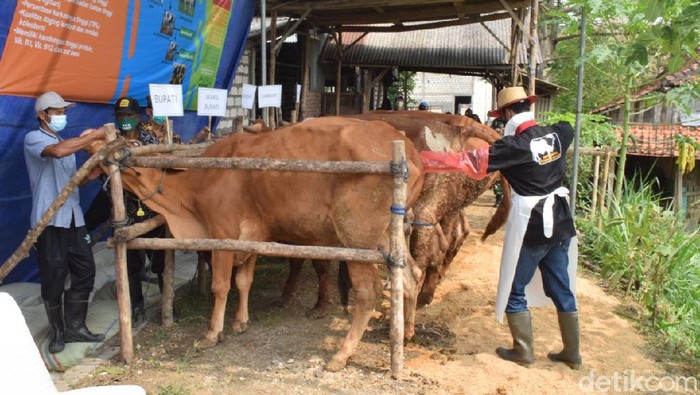 Sapi jenis Belgian Blue mulai dikembangkan di Lamongan. Sesuai namanya, sapi tersebut berasal dari Belgia Tengah dan di Lamongan inseminasinya diberikan kepada sapi peranakan Limosin.