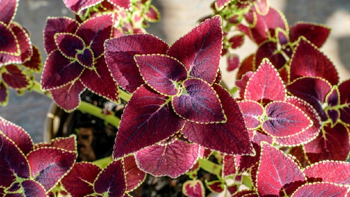 Top of tropical cultivated plant coleus, home gardening concept.