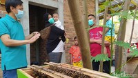 Wisatawan yang berkunjung ke sini akan mendapatkan wisata edukasi tentang lebah. Termasuk pula mengenai jenis lebah, panen madu dan setelah itu diminta untuk mencoba madu yang ada. (Eko Susanto/detikTravel)