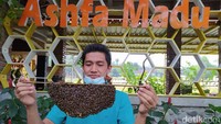 Di destinasi ini, tidak ada biaya sama sekali. Pengunjung yang datang langsung mendapat edukasi tentang lebah secara cuma-cuma. Jenis-jenis lebah atau berbagai macam jenis madu, juga dijelaskan. (Eko Susanto/detikTravel)