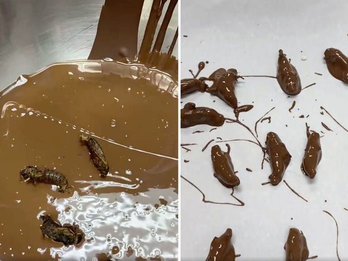 Cokelat Isi Serangga Cicada