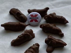 Yummy! Pastry Chef Ini Bikin Cokelat Isi Serangga Cicada