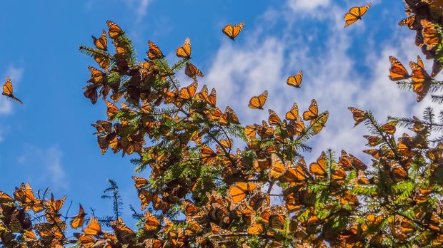 Danaus plexippus atau kupu-kupu raja di Meksiko