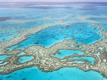 5 Terumbu Karang Terbesar di Dunia, Salah Satunya di Indonesia